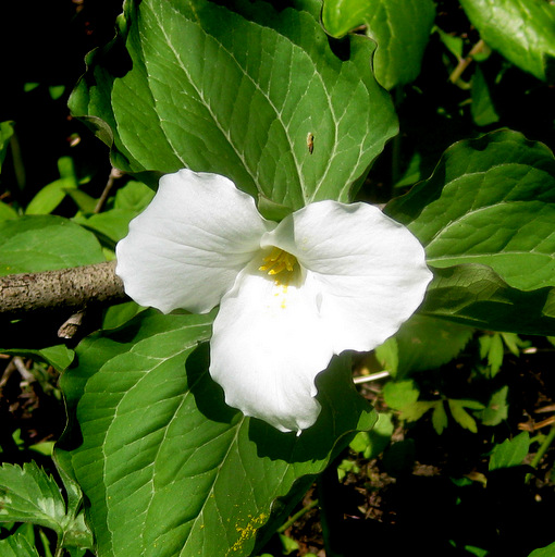 Trillium grandiflorum Qty 24 - Click Image to Close